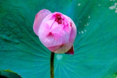 Thailand, Hua Hin, Centara Grand Beach Resort, Lotus