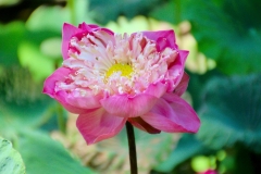 Thailand, Hua Hin, Centara Grand Beach Resort, Lotus