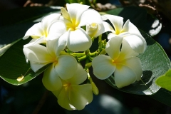 Thailand, Hua Hin, Centara Grand Beach Resort, Frangipani