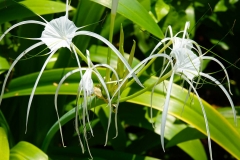 Thailand, Hua Hin, Centara Grand Beach Resort, Asiatische Hakenlilie