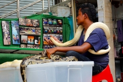 Thailand, Ratchaburi, Schwimmender Markt Damnoen Saduak,  Python