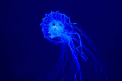 USA, Georgia, Atlanta, Georgia Aquarium, Qualle