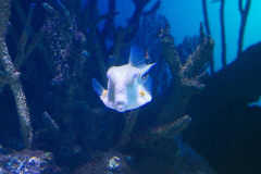 USA, Georgia, Atlanta, Georgia Aquarium