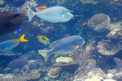 USA, Georgia, Atlanta, Georgia Aquarium
