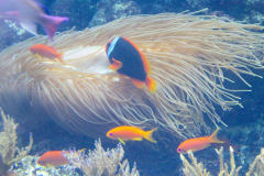 USA, Georgia, Atlanta, Georgia Aquarium