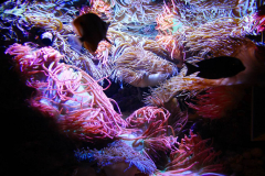 USA, Georgia, Atlanta, Georgia Aquarium