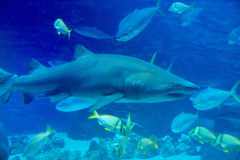 USA, Georgia, Atlanta, Georgia Aquarium, Hai