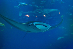 USA, Georgia, Atlanta, Georgia Aquarium, Rochen