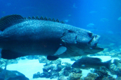 USA, Georgia, Atlanta, Georgia Aquarium