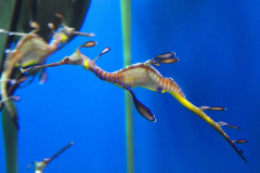 USA, Georgia, Atlanta, Georgia Aquarium, Seedrache