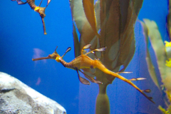 USA, Georgia, Atlanta, Georgia Aquarium, Seedrache