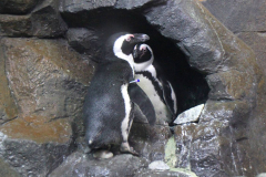 USA, Georgia, Atlanta, Georgia Aquarium
