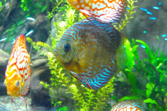 USA, Georgia, Atlanta, Georgia Aquarium, Diskusfisch