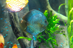 USA, Georgia, Atlanta, Georgia Aquarium, Diskusfisch