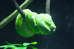 USA, Georgia, Atlanta, Georgia Aquarium, Grüne Hundskopfboa
