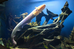 USA, Georgia, Atlanta, Georgia Aquarium, Zitteraal