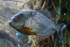 USA, Georgia, Atlanta, Georgia Aquarium, Piranha