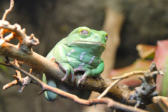 USA, Georgia, Atlanta, Georgia Aquarium, Affenbaumfrosch