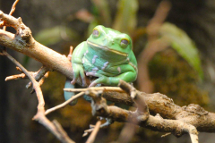 USA, Georgia, Atlanta, Georgia Aquarium, Affenbaumfrosch