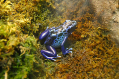 USA, Georgia, Atlanta, Georgia Aquarium, Pfeilgiftfrosch