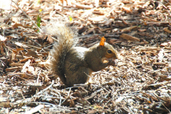 USA, South Carolina, Beaufort