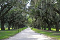 USA South Carolina, Boone Hall Plantage, Steineichenallee