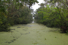 USA, Bootstour durch die Sümpfe Louisianas