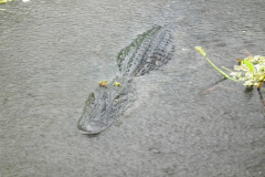 USA, Bootstour durch die Sümpfe Louisianas