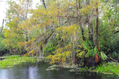 USA, Bootstour durch die Sümpfe Louisianas