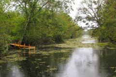 USA, Bootstour durch die Sümpfe Louisianas