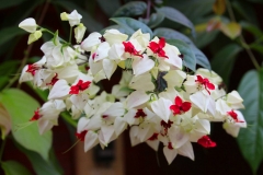 Laos, Vang Vieng, Blutendes Herz