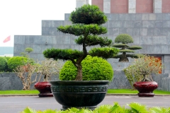 Vietnam, Hanoi, Bonsai