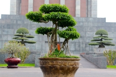 Vietnam, Hanoi, Bonsai