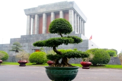 Vietnam, Hanoi, Bonsai