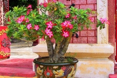 Hoi An, Wüstenrose (Adenium)