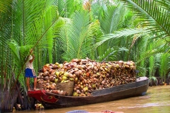 Mekong-Delta, Ein Boot voller Kokusnüsse