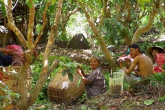 Mekong-Delta, Familie bei der Ernte