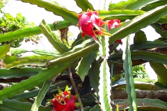 Mekong-Delta, Drachenfrucht