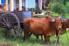 Saigon, Wasserbüffel-Zweigespann vor einem Wagen